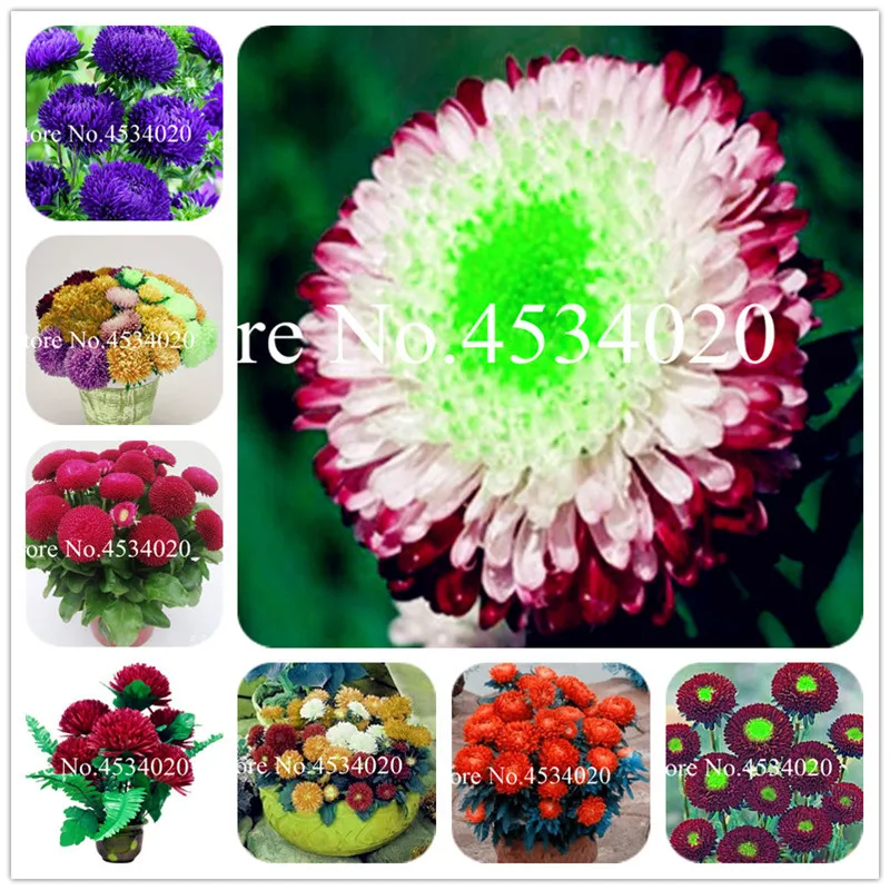 

Bonsai 200pcs Rare Flower Aster flower bonsais planta Chinese Chrysanthemum Mixed Color Bonsai for Home Garden winter decoration