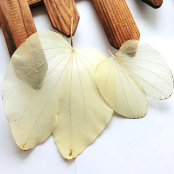 

10 Pcs Natural Redbud Vein DIY Drawing Materials Leaves Butterfly Shape Leaf Skeleton For DIY Card Paintings Accessories