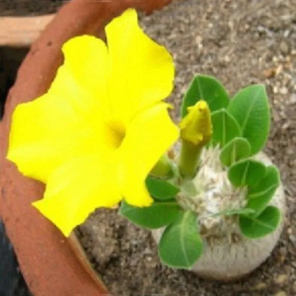 Rare 100 True Seed 1 pcs Yellow Desert Rose Seed Balcony Bonsai