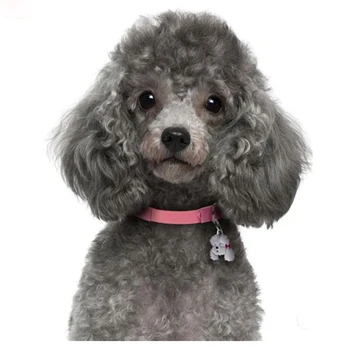 

5D Full Square round DIY Diamond Painting "Poodle dogs puppy" 3d Embroidery Cross Stitch Mosaic sticker bedroom Decor JS5014