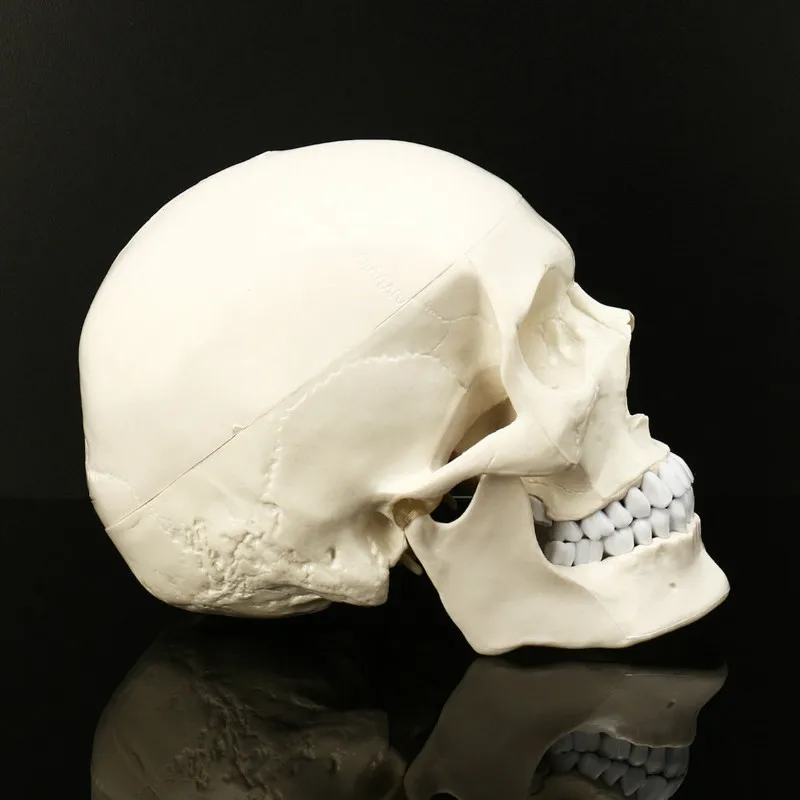  Life Size Human Anatomical Anatomy Resin Head Skeleton Skull Teaching Model School Supplies - 32921346393