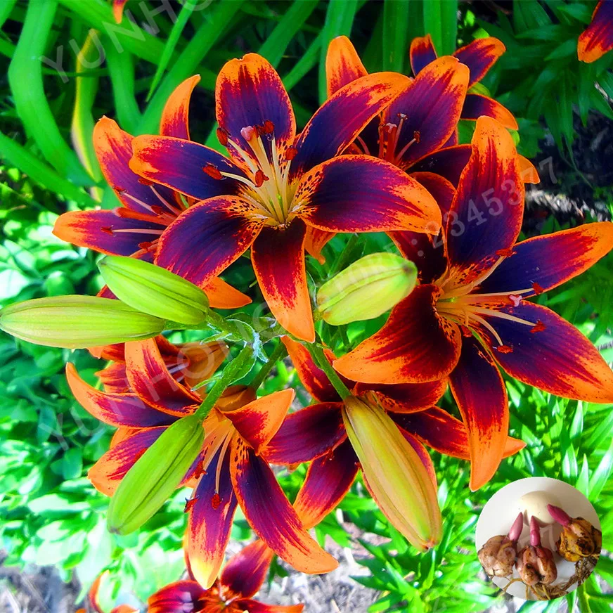 

Promotion!2pcs / Bag Rare Yeelow Lily Bulb, Not Lily plant, It Is Bulb, Bonsai Lily Bulb, Pleasant Fragrance, Home And Garden P