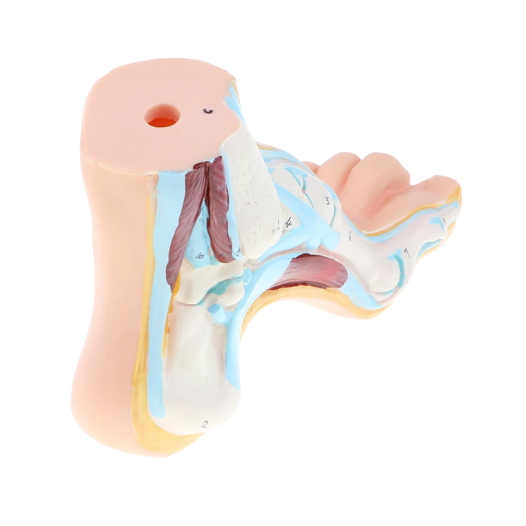 1:1 Lifesize Human Normal/ Arched/ Flat Foot Model with Ligaments Bones Muscles Medical Anatomical Study Kit