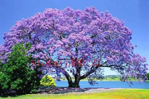 liliputienne ou.. 100-PCS-rea-font-b-Paulownia-b-font-font-b-tree-b-font-font-b-seeds