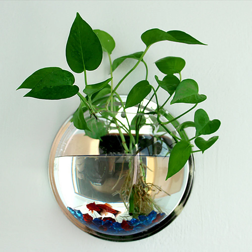 plant with fish in bowl