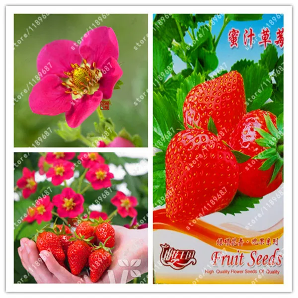 

Original package-True Honey Strawberry Bonsai Natural Organic fruit for home garden plants