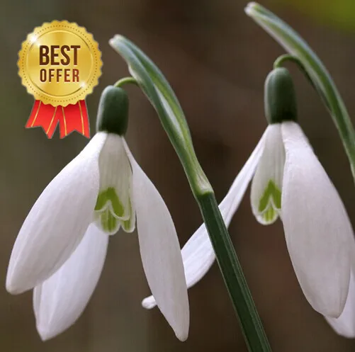 Common Garden Plants common garden plants reviews - online shopping common garden Common Garden Plants common garden plants reviews - online shopping common garden