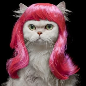 

Pet wig, funny cat wig, Pink Curly hair
