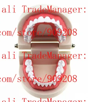 

Dental 1:1 standard tooth model school teaching equipment tool