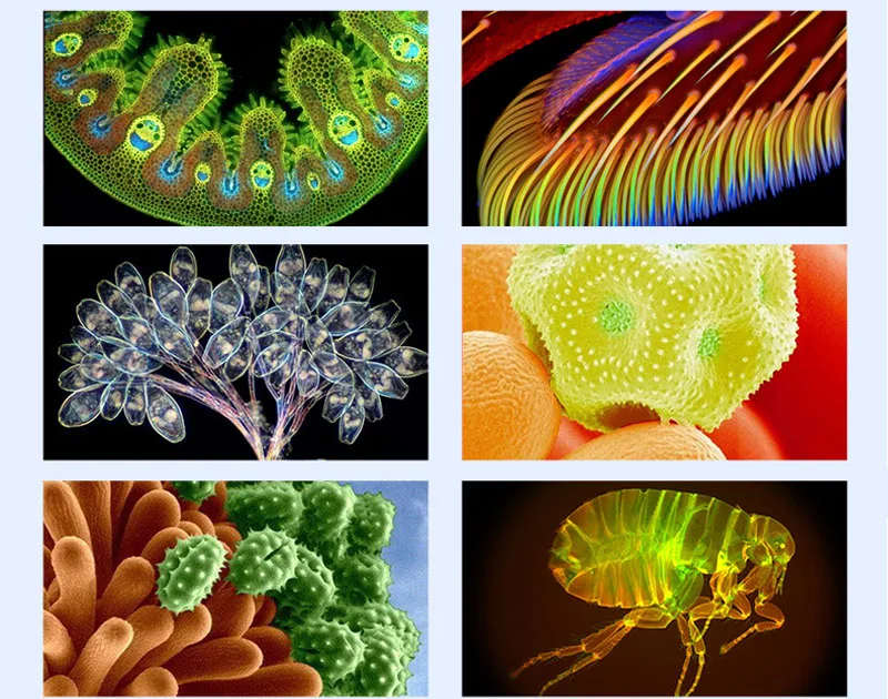 HTB1RBAERVXXXXcOXVXXq6xXFXXXG