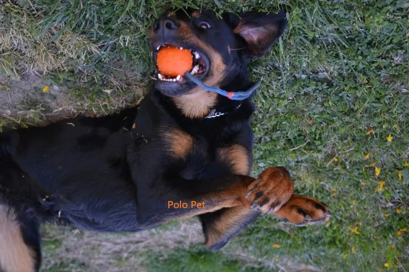 dogtrabl3
