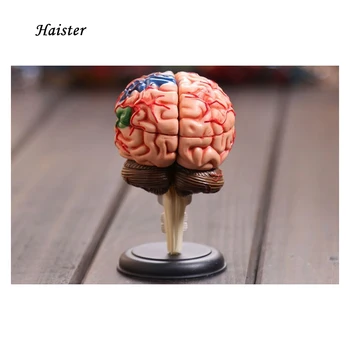 

4D model of human anatomy of the brain structure of the three-dimensional model
