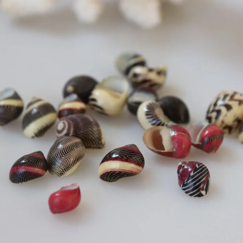 

Free Shipping(20pcs/lot)Zigzag Nerite Natural Shell & Conch Home Decoration Aquarium Landscaping Shell Ornaments