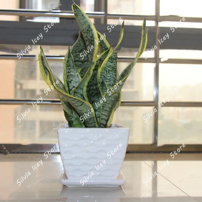 100 шт Высокое качество сансевиерия комнатные растения бонсаи радиационная защита бонсай растение очень легко растёт листва растение цветочный горшок