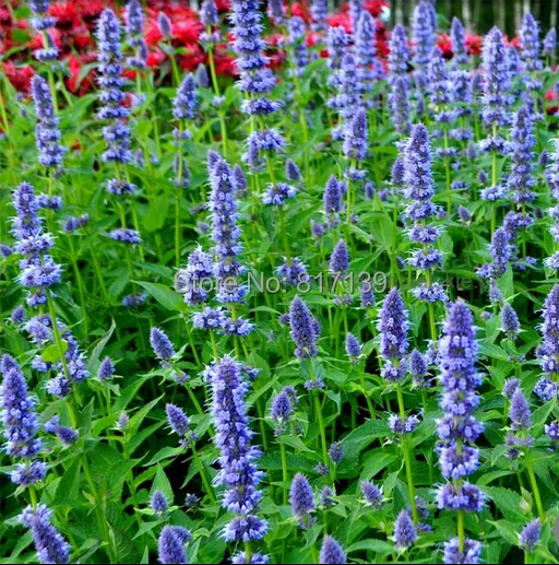 Diy Home Garden Plant 50 Seeds Blue ANISE HYSSOP Licorice Mint Agastache Foeniculum Herb Flr