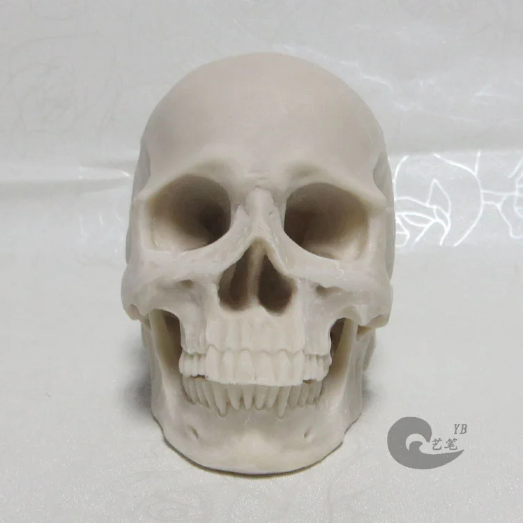 1: 2 white resin skull model drawing of a human musculoskeletal anatomy Arts | Красота и здоровье