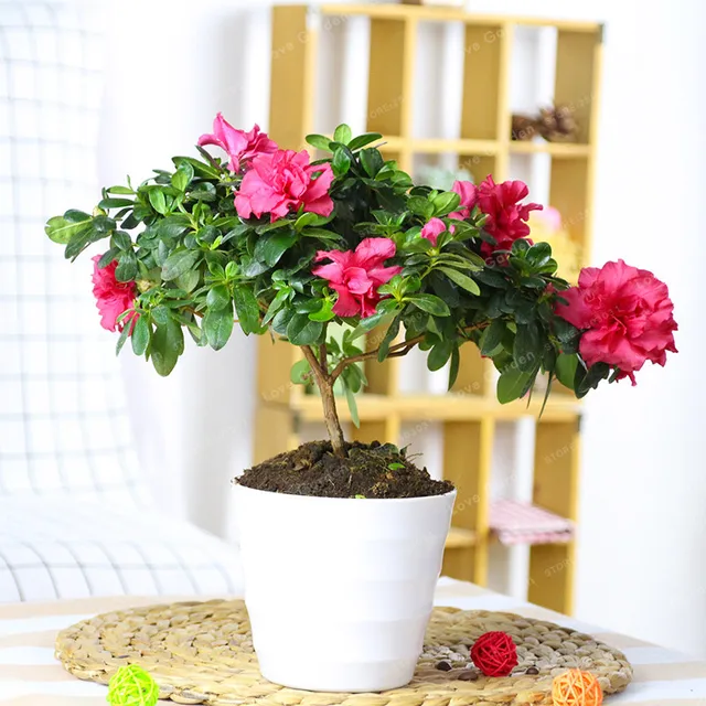 100 Particles Lot Indoor Potted Plant Azalea Flowers Very 100 Particles Lot Indoor Potted Plant Azalea Flowers Very Beautiful Flower Bonsai For Home Garden
