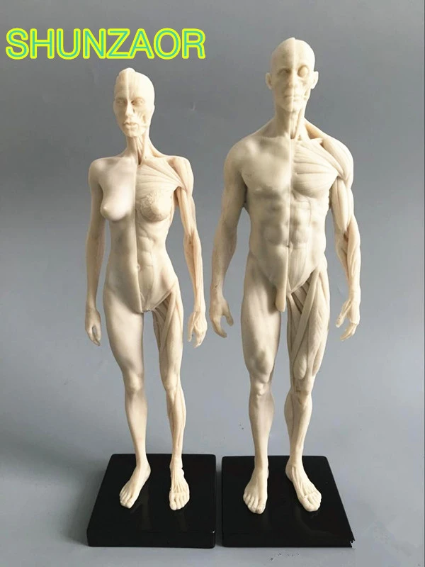 1 6 白 30 センチメートル人体解剖男性 女性肉解剖比較解剖セット歯科カメラアップモデル Anatomy Male Human Anatomyanatomy Human Aliexpress