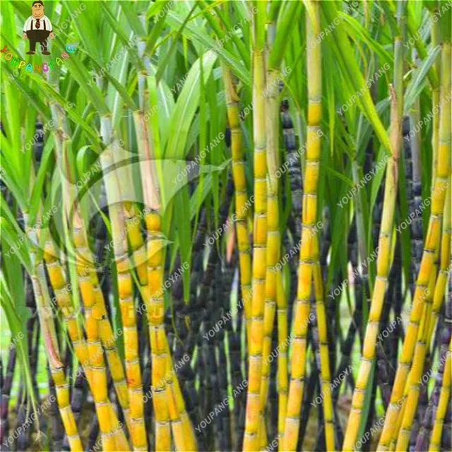 100pcs Sugar Cane Bonsai Happy Farm Perennial Sugarcane
