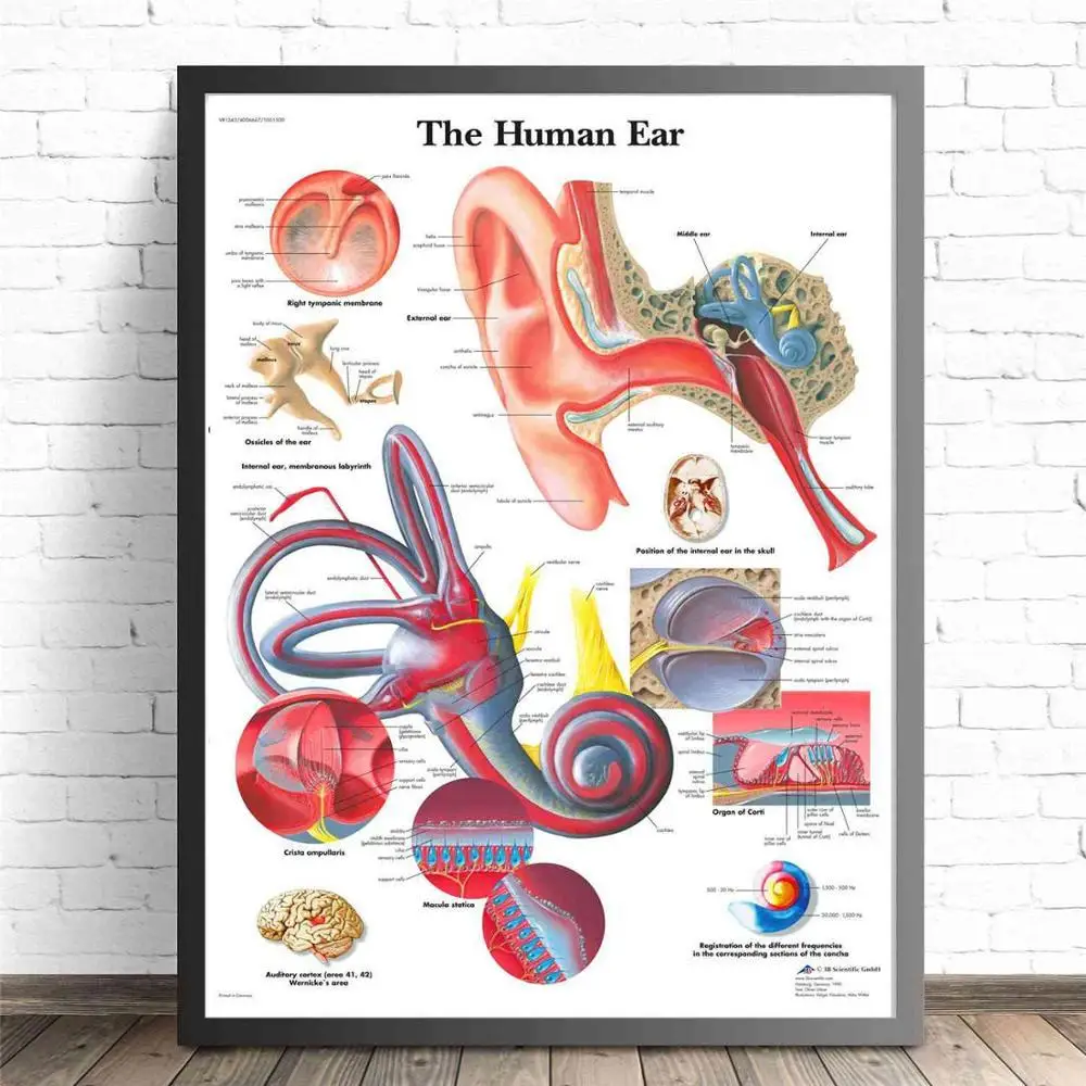Анатомия человеческих органов, диаграмма, плакаты и принты, холст, художественная декоративная стена, картины для гостиной, домашний декор, картина без рамы - Цвет: 2