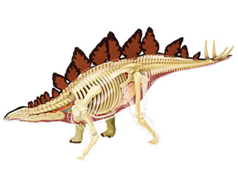 4d динозавра Юрского периода Стегозавр головоломки сборки Игрушка-скелет животного орган анатомический медицинский преподавания модель