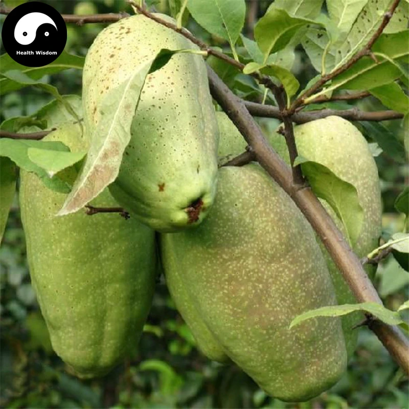 

Buy Chaenomeles Speciosa Fruit Tree Semente 240pcs Plant Floweringquince For Mu Gua