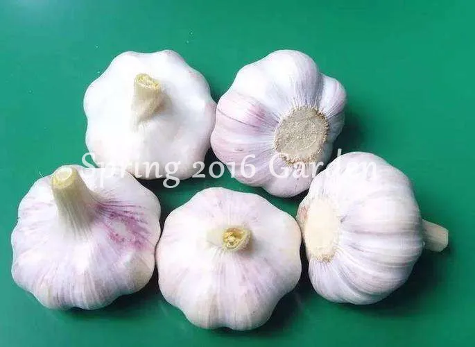 100 Pcs Seeds Garlic Bonsai Rare Healthy Vegetable Green Plants Home Garden NEW