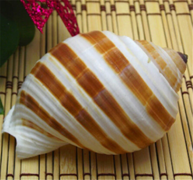 Conch Roll2.jpg