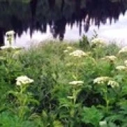 Cow Parsnip (Heracleum maximum) flowers near a pond  Moose Pond  Grand Teton National Park  Wyoming  USA Poster (18 x 6)