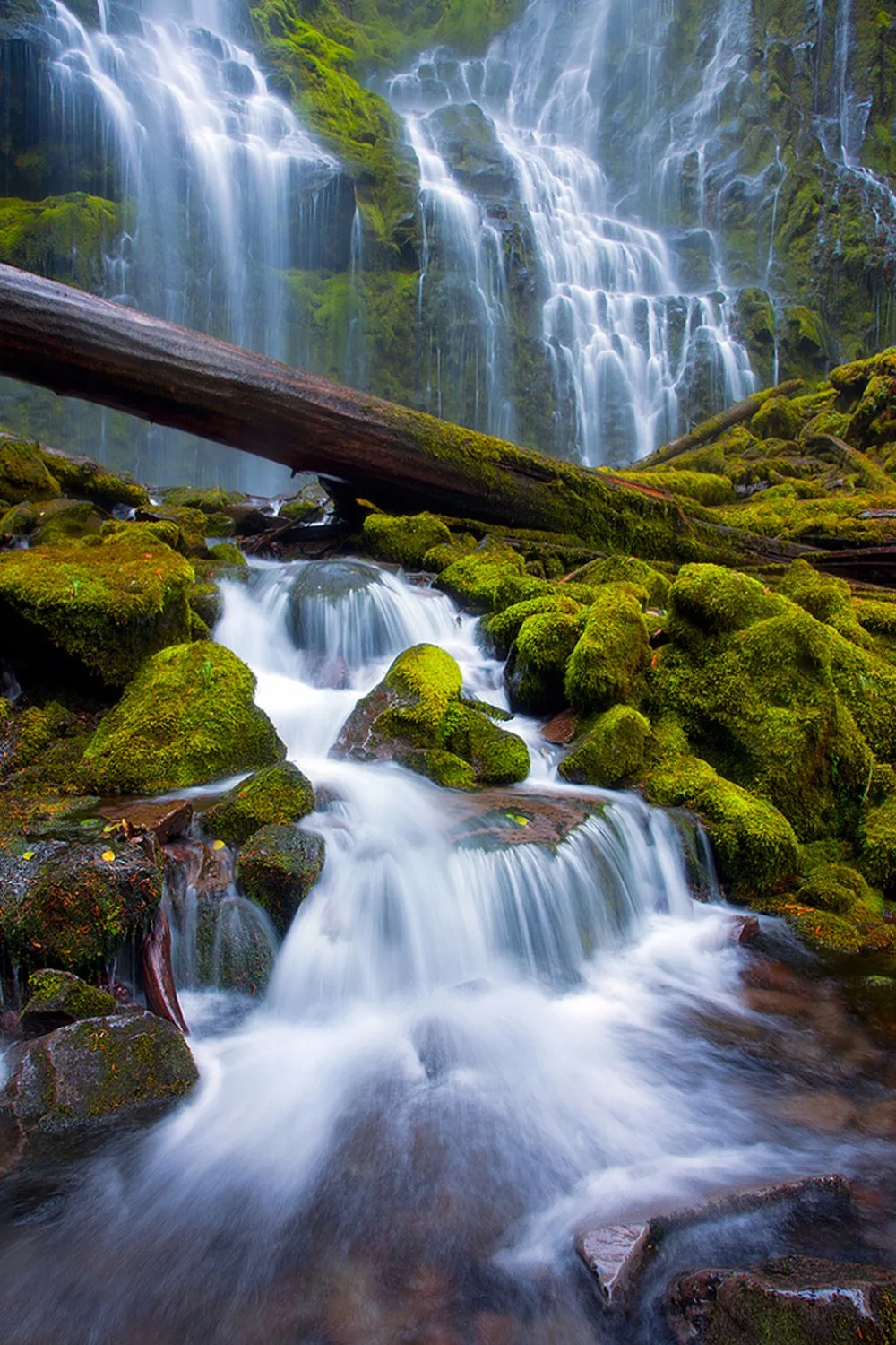 O-Rain Forest-01(90x60cm)