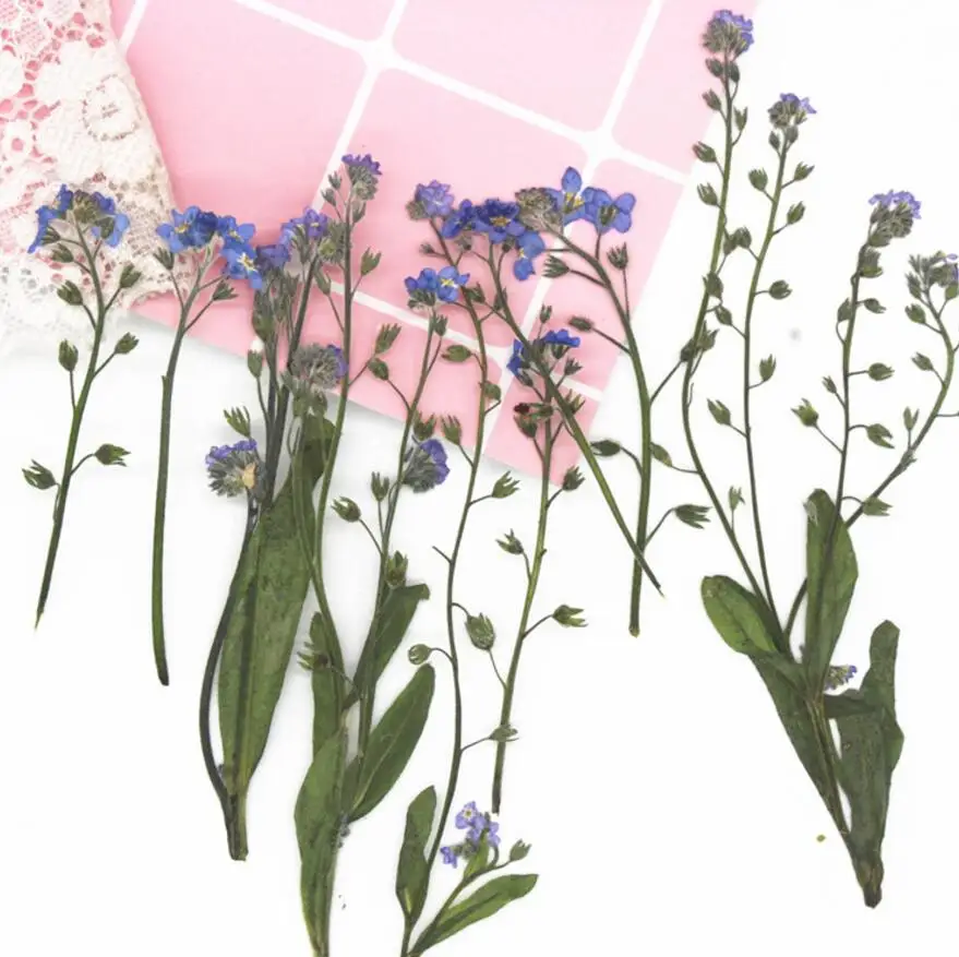 

120pcs Pressed Dried Myosotis sylvatica Flower Plants Herbarium For Jewelry Making Postcard Frame Phone Case Craft DIY