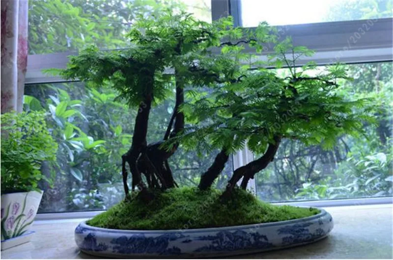 50 Pcs Dawn Redwood Forest Bonsai - Bonsai Tree - Metasequoia glyptostroboides 50 Pcs Dawn Redwood Forest Bonsai - Bonsai Tree - Metasequoia glyptostroboides