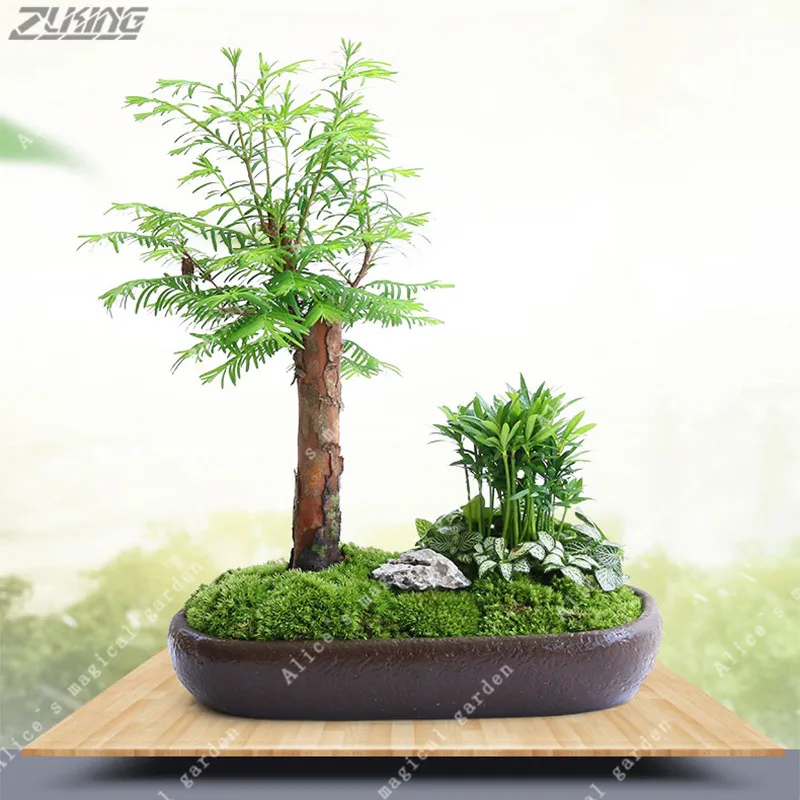 

ZLKING Metasequoia Tree for Home Garden Bonsai Plant Cedar Bonsai 100 /bag