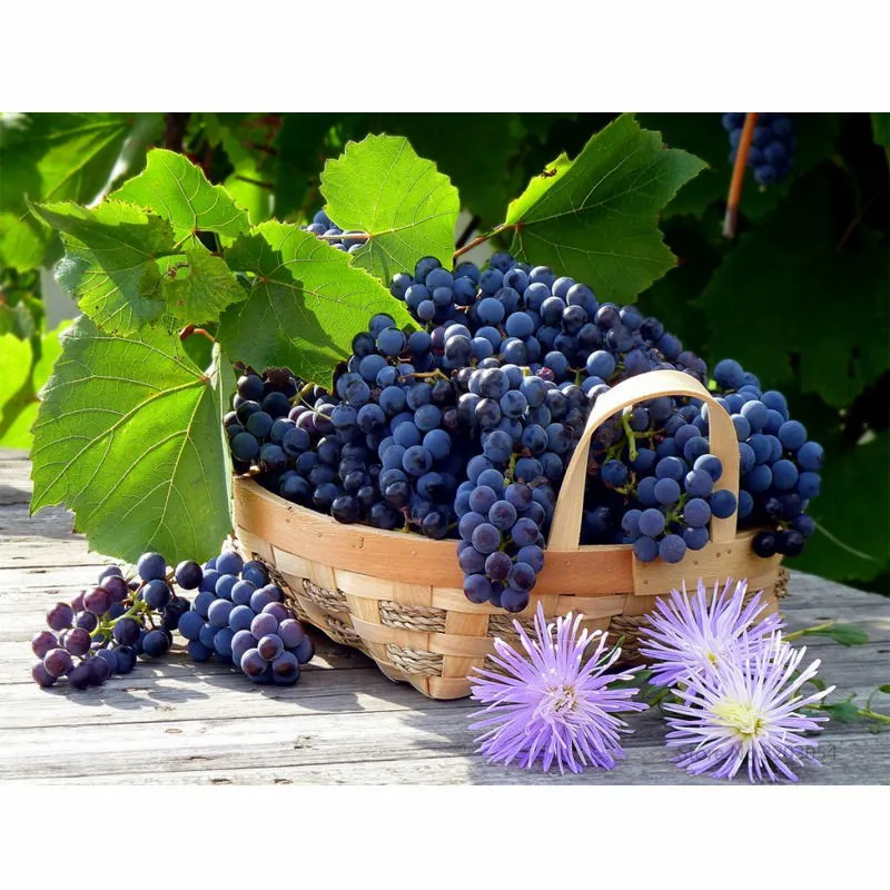 

CHUNXIA Framed DIY Painting By Numbers Grapes Acrylic Painting Modern Picture Home Decor For Living Room 40x50cm RA3181
