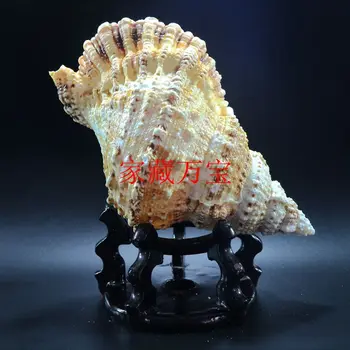 

Stone snail mouth big frog natural super large Aquarium landscaping of coralline conch statues Home wedding decoration dies