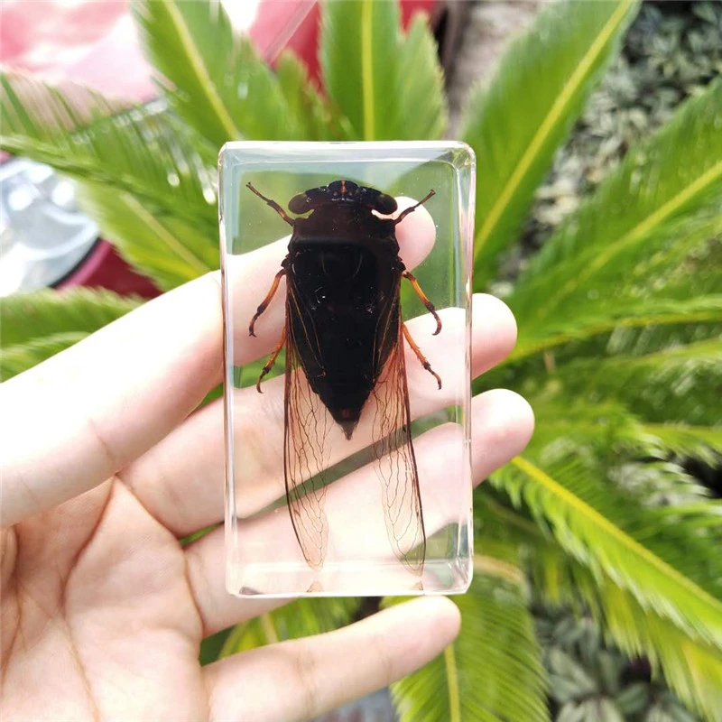 昆虫樹脂標本教育機器cicada スパイダー トンボ標本 Educational Equipment Aliexpress