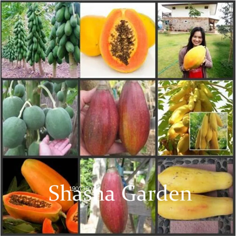 

30 pcs Sweet Maradol Papaya bonsai Outdoor Edible Tropical Juicy Jardin Fruit Heirloom Organic Garden Dwarf Fruit Tree Plants