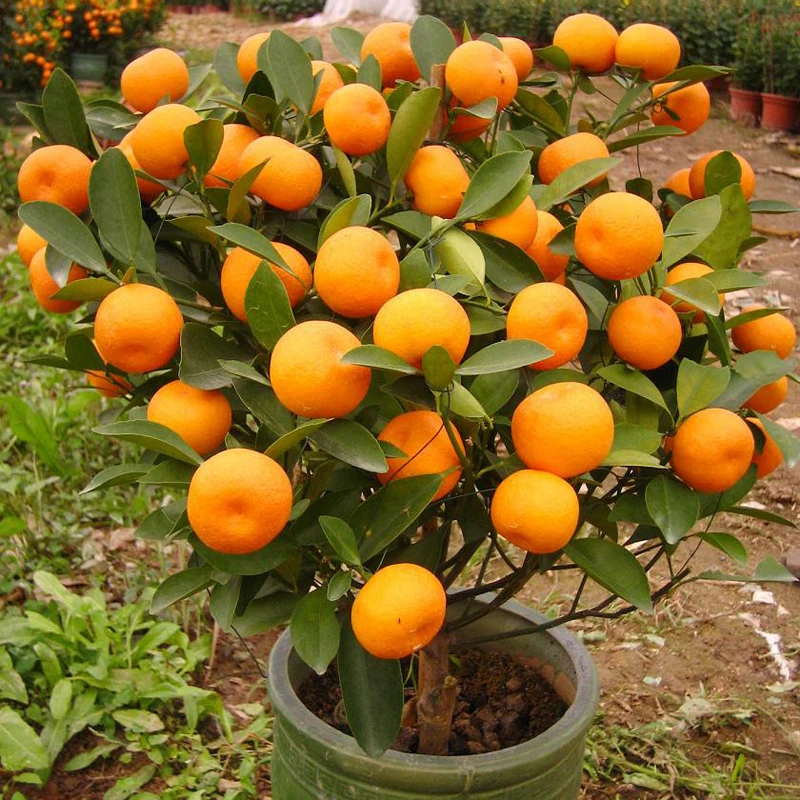 20 шт./пакет бонсай фрукты Апельсиновое дерево завод для домашнего сада