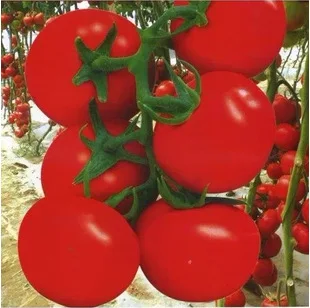 

9181 Big Red Tomato bonsais 200pcs green vegetable bonsai