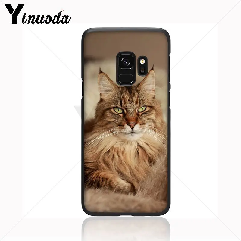 pet maine coon cat