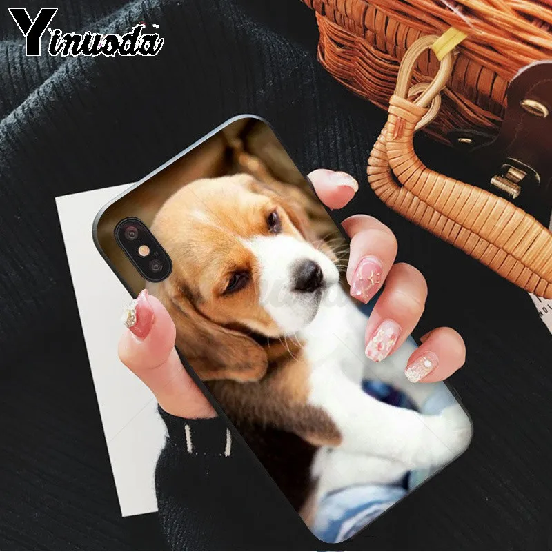 All kinds of posts of beagle