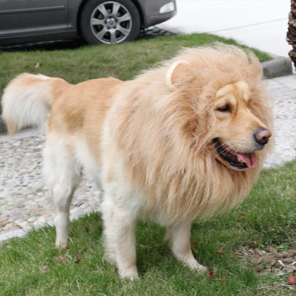 Pet Pesona Topi Besar Topi Raja Grooming Anjing Lucu Hutan Singa