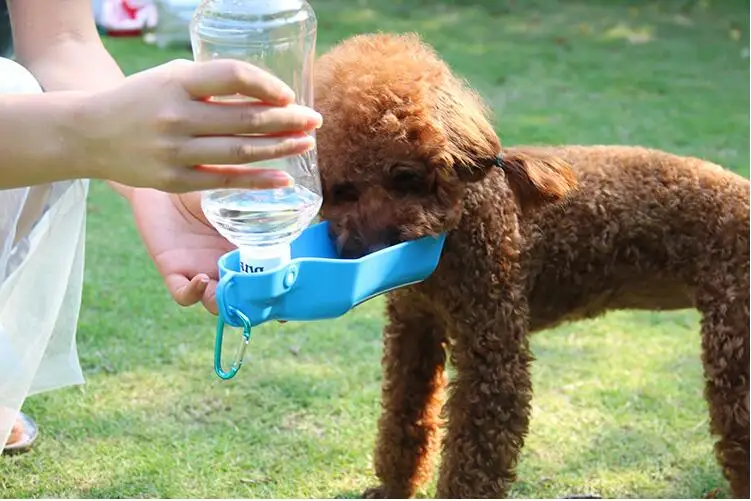

Portable Pet Dog Water Bottle Drinking Bowl for Dog and Cat