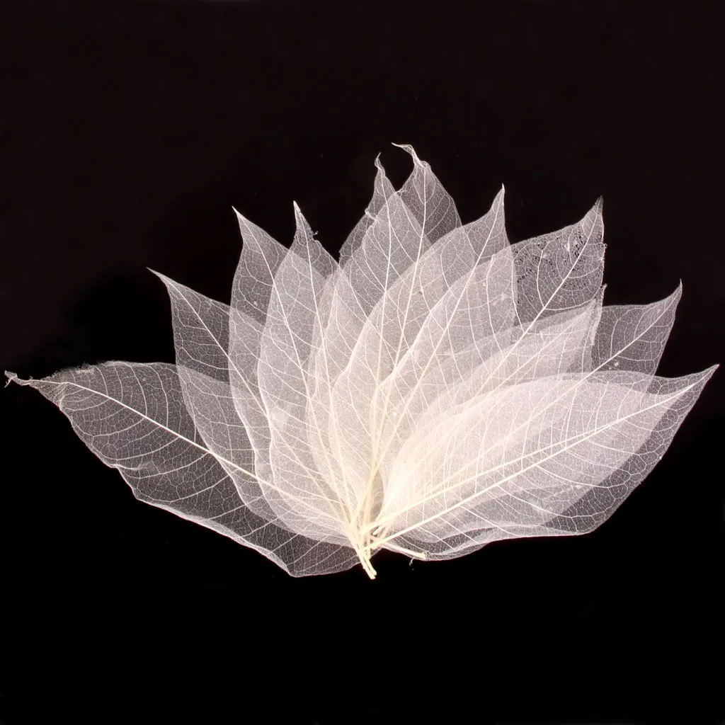 50 Pieces 5-6 inch Natural Skeleton Magnolia Leaves Craft Topper Decoration White for Making Soap DIY Supplies Embellishments