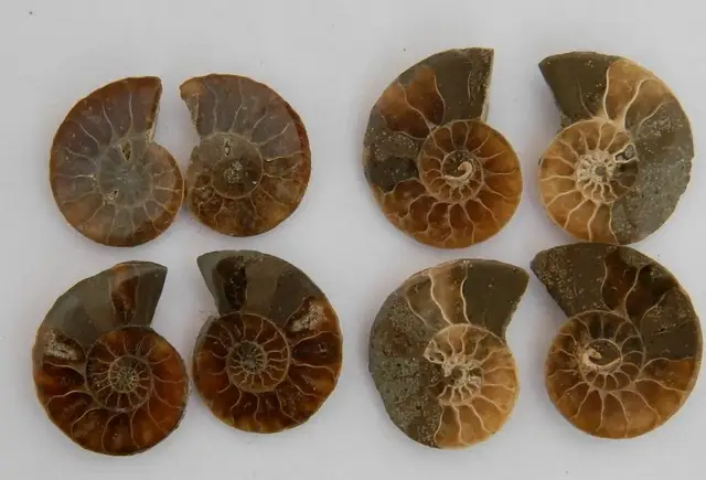 Best Price 8pcs  FOSSILIZED  SNAIL  AMMONITE  MINERAL  FROM MOROCCO ~ MULTI-COLOR FIRE  Free  shipping Best Price 8pcs  FOSSILIZED  SNAIL  AMMONITE  MINERAL  FROM MOROCCO ~ MULTI-COLOR FIRE  Free  shipping