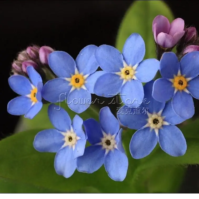 Free Shipping 50 me not flower seeds, easy growing ,beautifulin