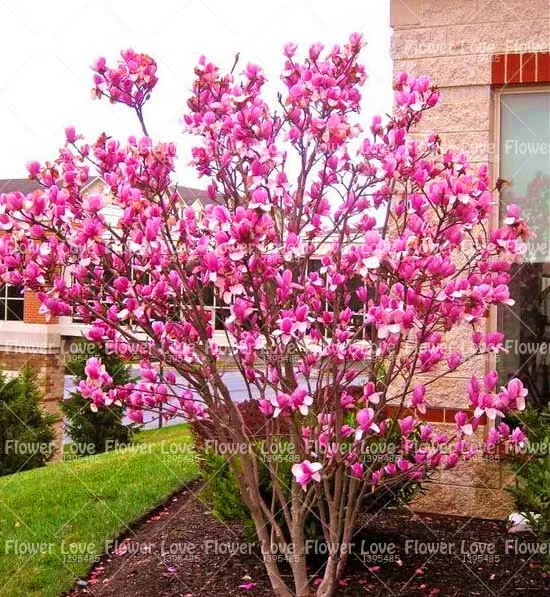 

10pcs bonsai Magnolia Tree Beautiful Flowers For Home Garden Ornamental-plant Light Fragrant Garden bonsai Tree potted plants