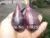 Ficus carica - BLACK PATLICAN FIG (EGGPLANT BLACK FIG) Seeds Edible Fruit Tree / Plant seeds - 100 FINEST SEEDS