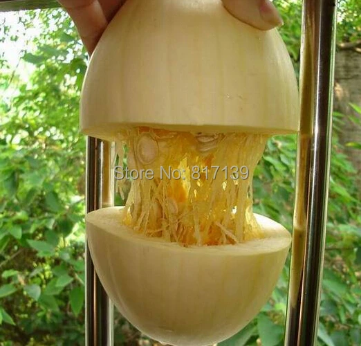 home garden plant 5 seeds fresh spaghetti squash cucurbita pepo grow spaghetti squash