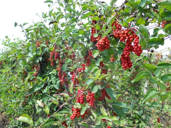 High Quality Pure Schisandra Chinensis Extract 10:1 Powder, Schisandra Chinensis Powder, Anti-nephropathy, Anti-oxidation
